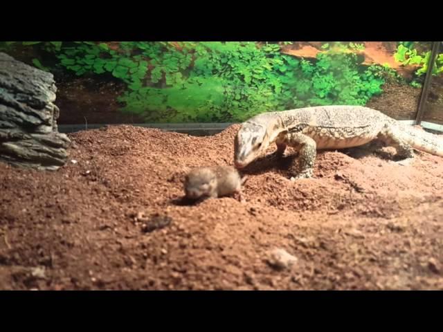 C.B. Asian Water Monitor Swallows Rat Pup alive