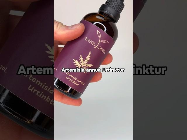 So kannst du die Artemisia annua Urtinktur einnehmen! #kräuter #viral #pflanzen #artemisiaannua