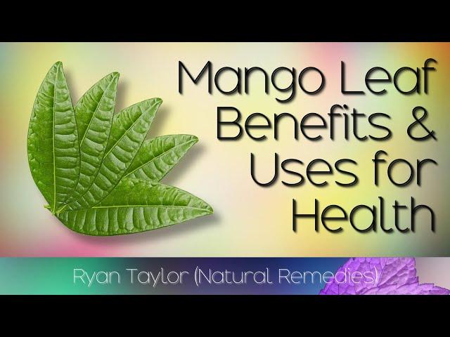 Mango Leaves: Benefits and Uses