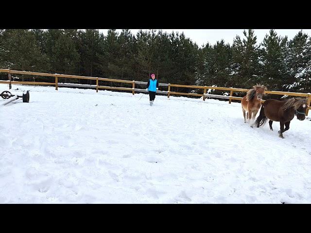 Работа в будни с пони