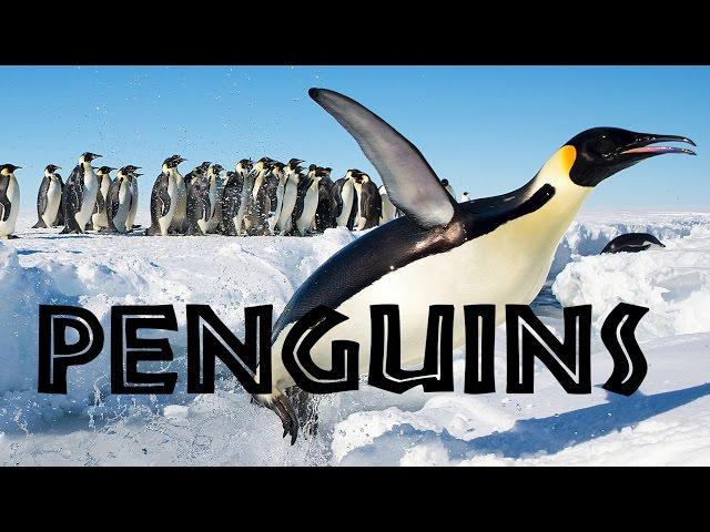 All About Penguins for Kids: Penguins of the World for Children - FreeSchool