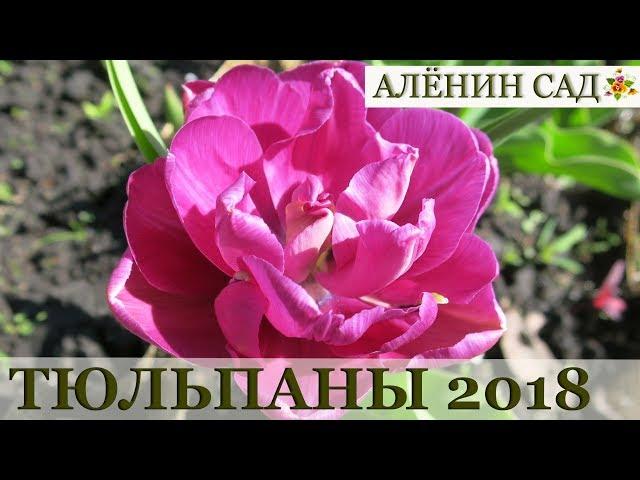 МОИ ТЮЛЬПАНЫ  2018 / MY TULIPS 2018