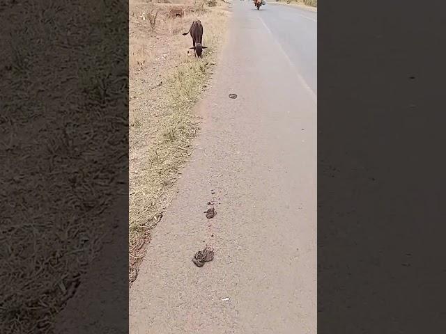 cows with no fear feeding by roadside.