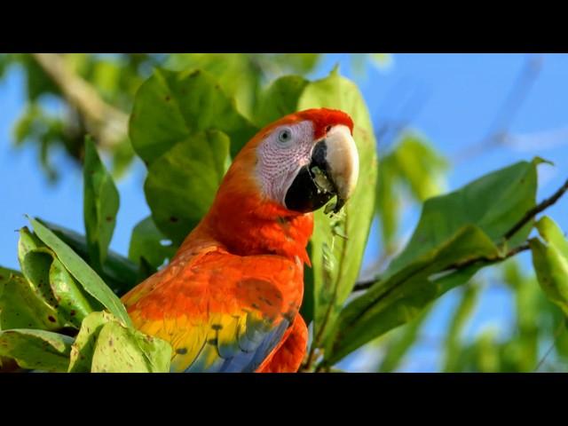 A Mix of Two Continents: Wildlife in Costa Rica