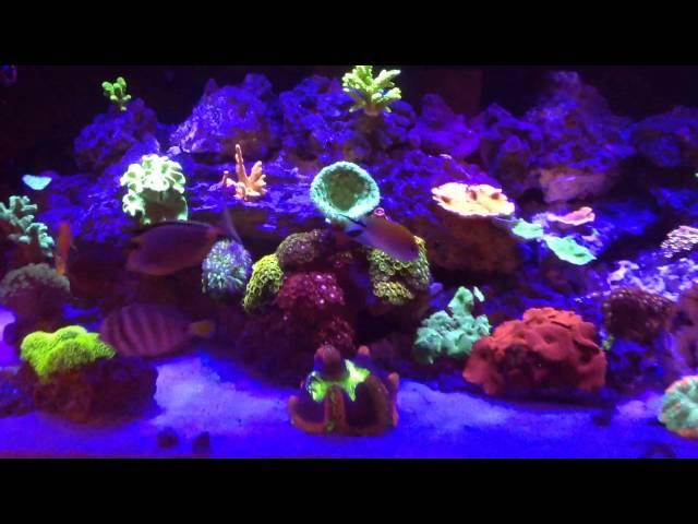 120g Reef Tank - Blue LED - Corals