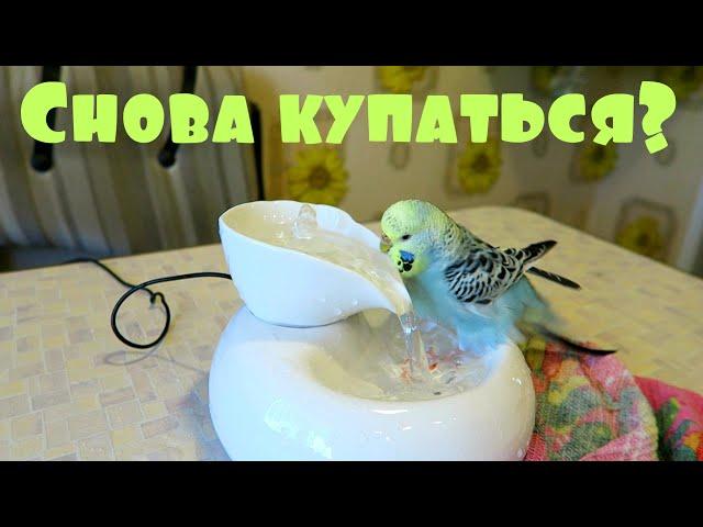 КАК ЧАСТО НАДО КУПАТЬ ПОПУГАЕВ?