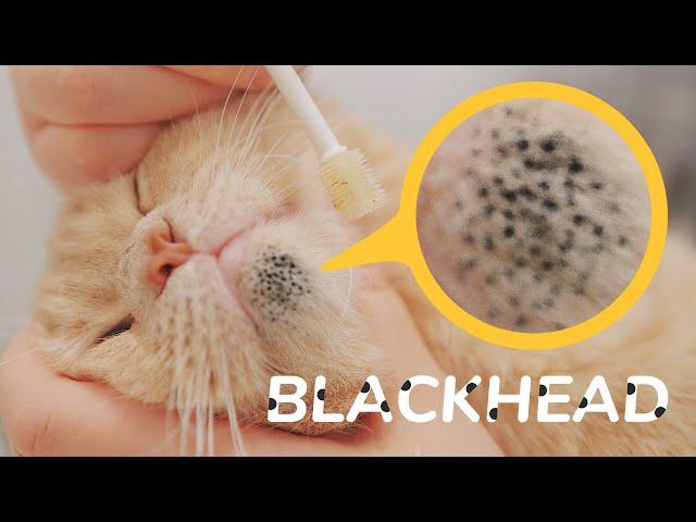 Cleaning Cat's Blackhead  - My Secret Weapon For Cat Acne - No One Has Ever Recommended It 