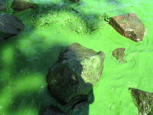 Верхнеднепровск зеленая вода в днепре