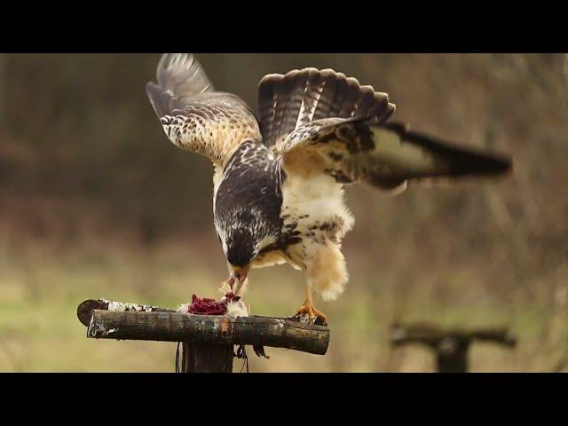 HE brings her food to the nest, I think.. !