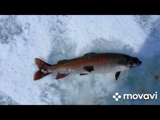 Fishing in the wilds of Altai