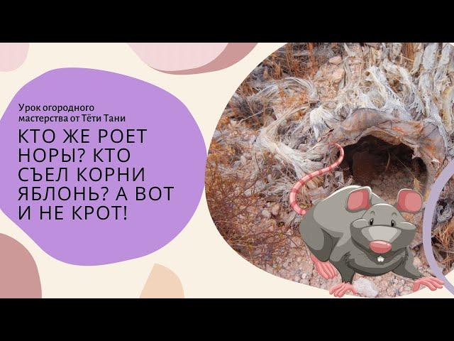 778. Кто же роет норы, кто съел картошку под землей, а корни яблонь...а вот и не крот!