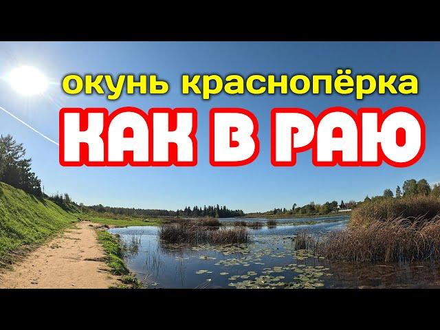 Спокойная рыбалка на ЖИВОПИСНОЙ речке! Тёплая ОСЕНЬ #мормышинг #рыбалка #окунь #красноперка