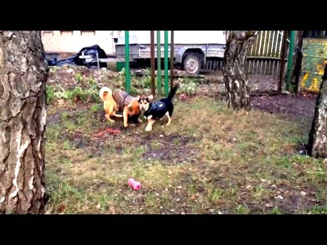 Two happy friends in Haapsalu animal shelter