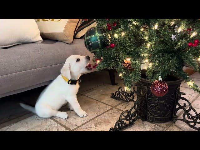 Sweet Labrador Puppy JOY Takes her Temperament Test #puppy #labrador #cutepuppies