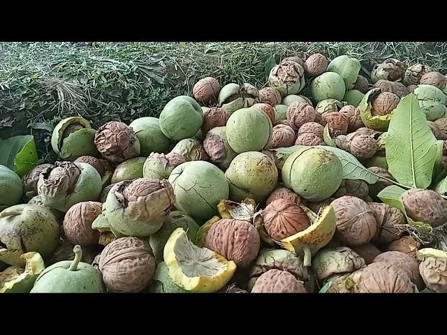 birmogh cheni | walnut harvesting