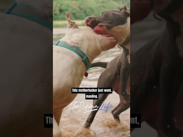 Joe Rogan on a Savage Pitbull Who Killed 9 Coyotes