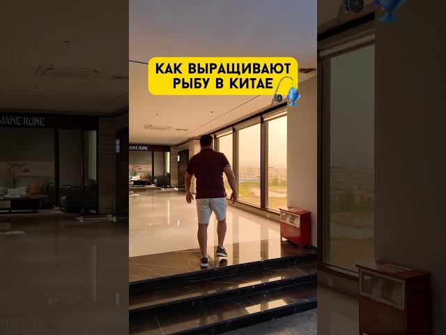 Как выращивают рыбу в Китае #китай #рыба #фабрика