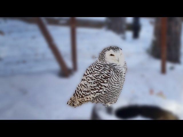 Экскурсия По Питомнику Холзан Часть 4 / Полярные СОВЫ / Время Сокола