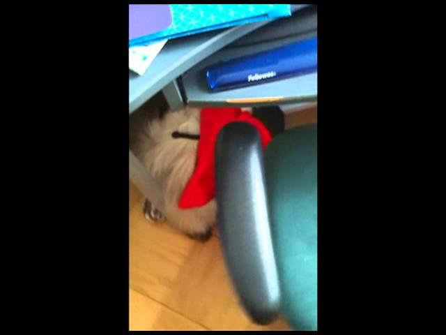cat backward