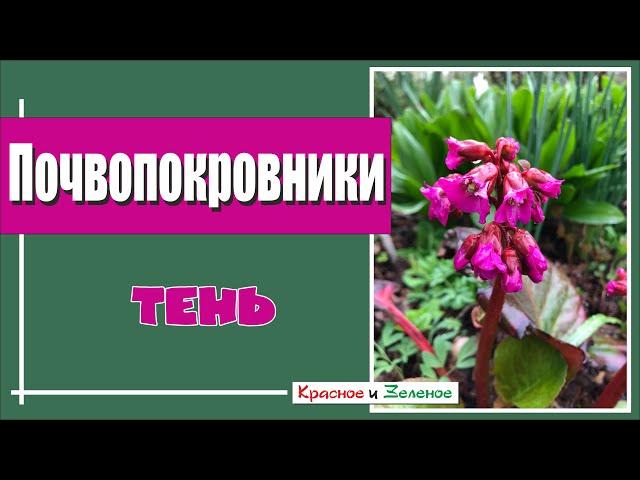 Лучшие почвопокровные растения для самых тенистых и сложных мест в саду.