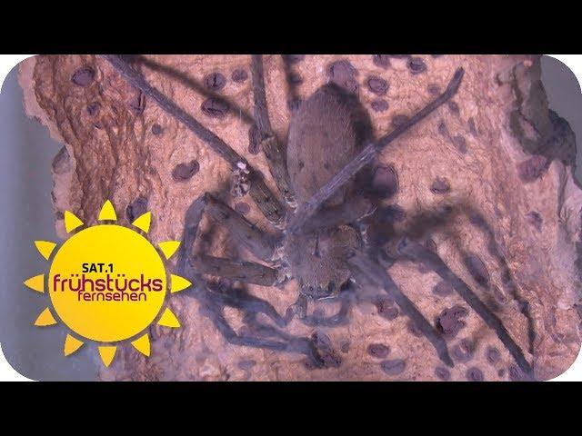 Bananenspinne entdeckt: Obsthändler hat Riesenspinne im Bananenkorb | SAT.1 Frühstücksfernsehen