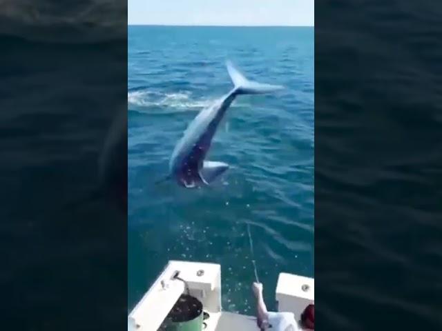 MOMENTO REGISTRADO PELACAMERA PEIXE GIGANTE PULANDO DENTRO DO BARCO