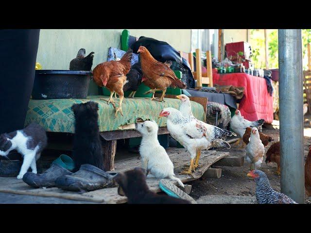 Eastern Europe Daily Village Life! Slow life in the Countryside?