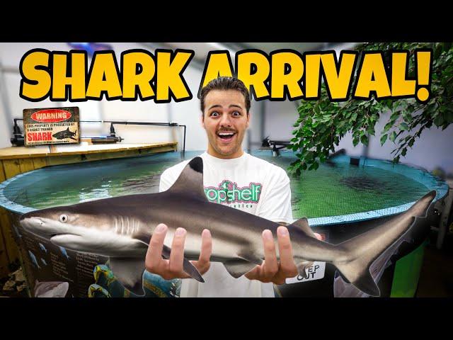 We got a BLACKTIP SHARK for My POND!! (Dangerous)