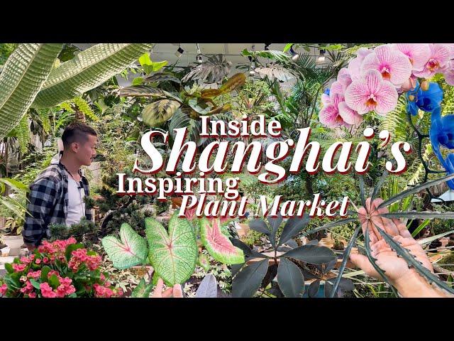 Plant Shopping in China! UNIQUE Houseplants - Interesting Ways to Grow and Display Plants 