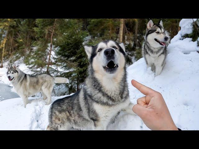 СОБАКА СКУЛИТ / МАЛАМУТ ГОТОВИТСЯ НАПАСТЬ НА АЛАБАЯ