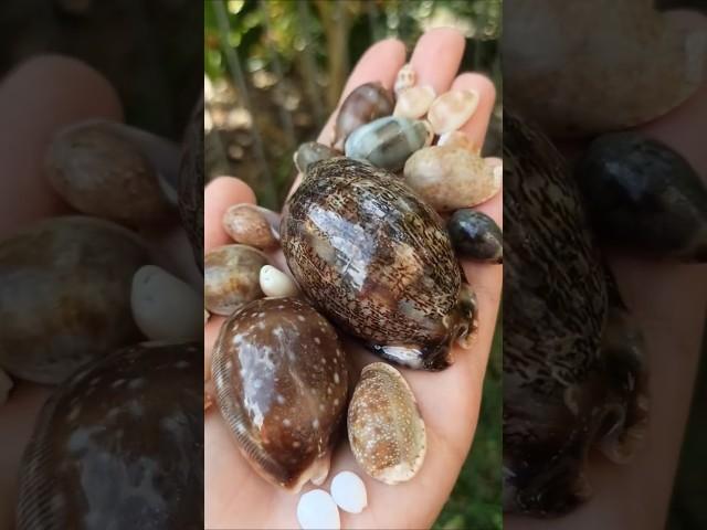 Seashell Sneak Peek for Next 2 Shelling Videos 