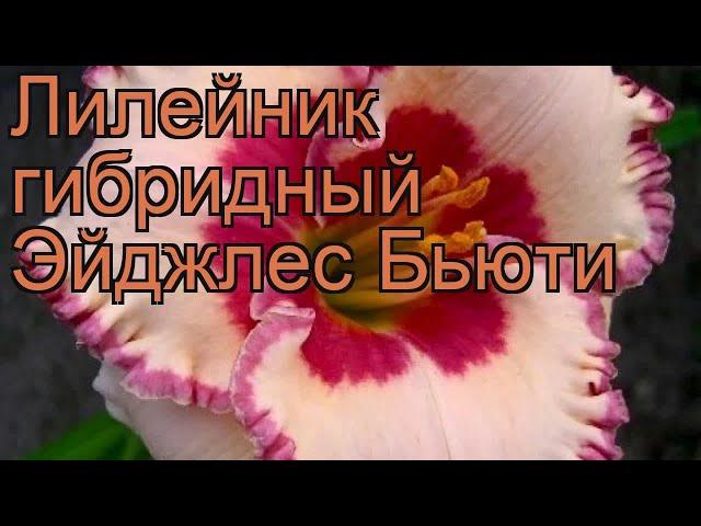 Лилейник гибридный Эйджлес Бьюти (hemerocallis)  обзор: как сажать, рассада лилейника Эйджлес Бьюти