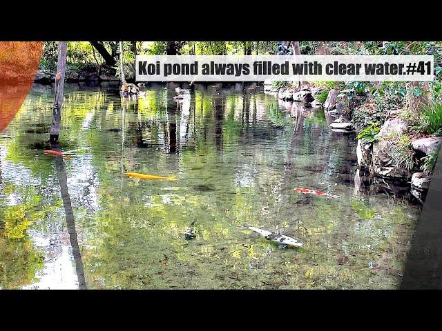 The Koi pond was always filled with clear water.(Akiruno, Tokyo) 透明な湧き水で満たされた鯉池（あきる野市、東京）