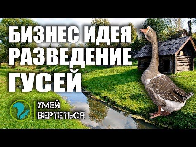 Разведение гусей как бизнес идея 2019