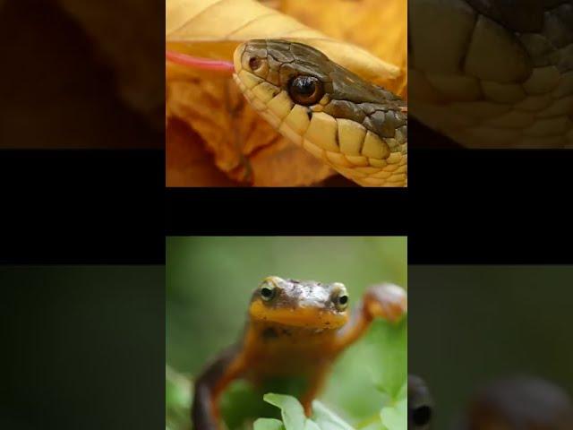 Evolutionary Arms Race Between Snakes and Newts
