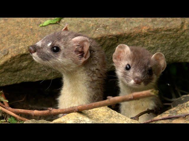 Stoat Kits Play in My Garden | Discover Wildlife | Robert E Fuller