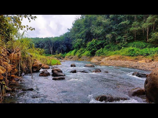 Forest River Harmony: Relaxing Stream River Sounds - White Noise for Sleep, Focus, and Relaxation