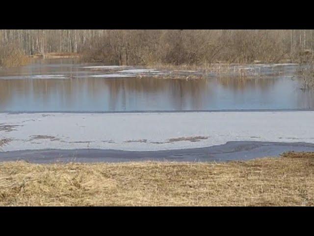 Наблюдение за РАЗЛИВОМ таёжной РЕЧКИ. Половодье.