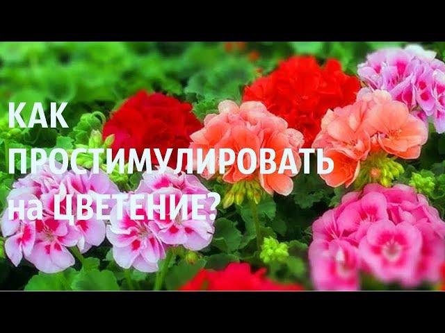 КАК заставить ЦВЕСТИ ГЕРАНЬ? ВЕСЬМА НЕОБЫЧНЫЙ СПОСОБ!