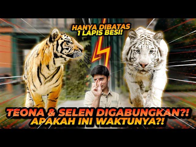 SELEN VS TEONA ! INIKAH SAATNYA UNTUK MEREKA DI GABUNGKAN ?! SIAPA YANG LEBIH KUAT DAN DOMINAN ?