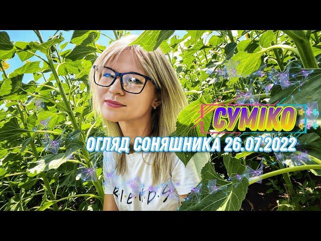 Соняшник Суміко  огляд поля 26.07.2022 (АгроВлог‍)