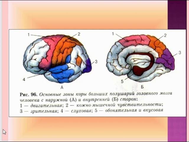 физиология вкусового и обонятельного анализатора