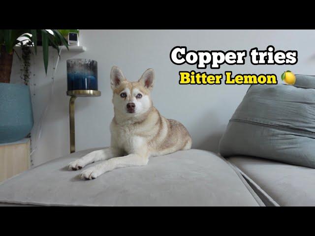 SHOCKED Mini Husky Has SHARP Reaction To Tasting Lemon For First Time 