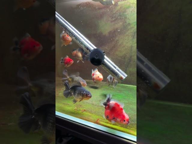What troubles do goldfish have? All they do is eat and eat. #goldfish #koi #fish #freshwater