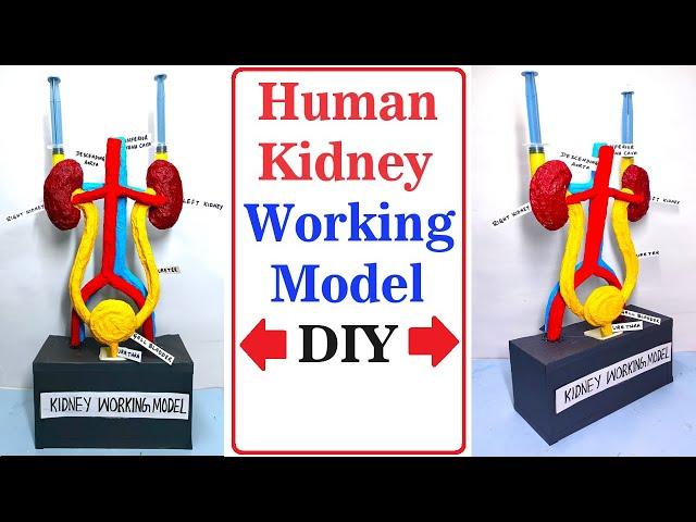 human kidney working model - 3d - science project for exhibition  urinary system - diy | craftpiller