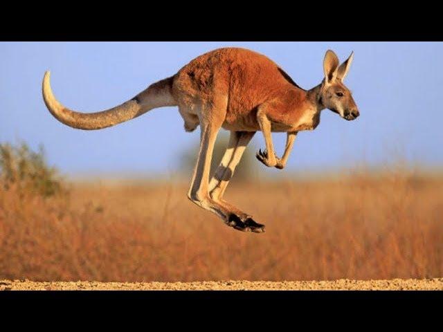 KANGAROOS ARE THE MOST FAMOUS ANIMAL OF AUSTRALIA || LIVING EARTH