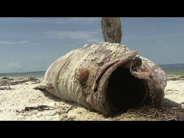 Marine mystery growing on the west coast of Florida