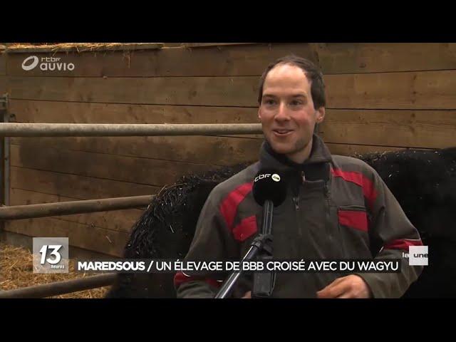 Wagyu & Blanc Bleu Belge chez Vachement Ferme à Maredsous