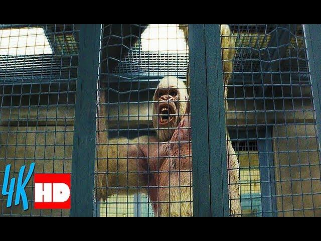 Gorilla George is wrested from the cage. ''Rampage'' (2018) (2/8)