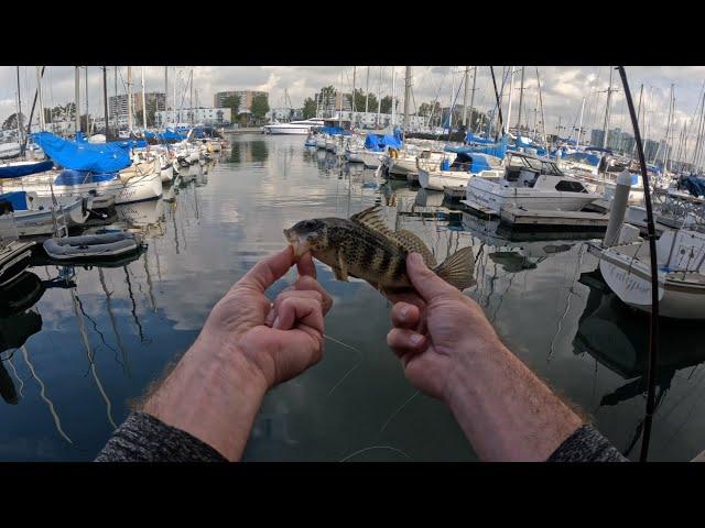 The BIGGEST and SMALLEST fish I’ve caught in Marina Harbor